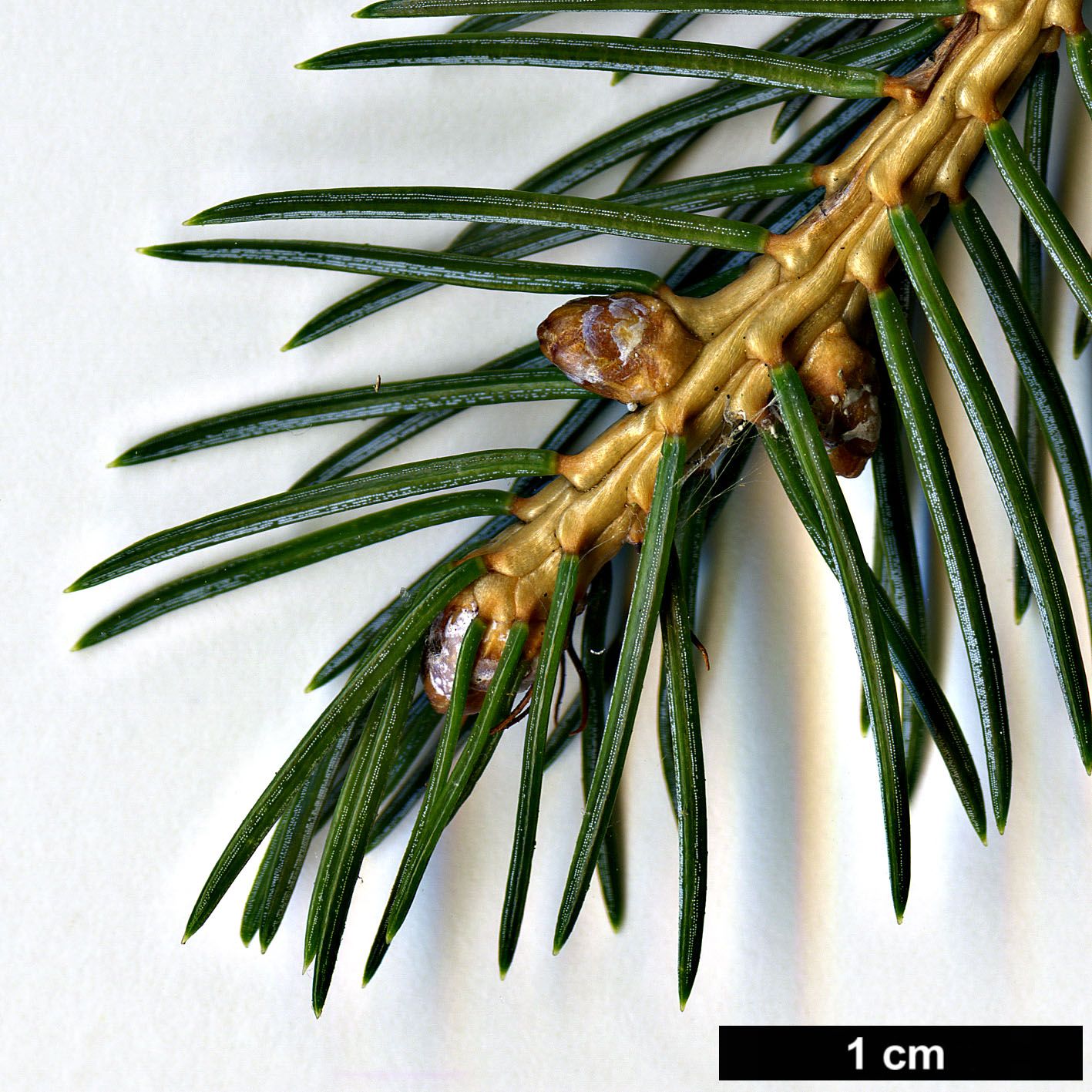 High resolution image: Family: Pinaceae - Genus: Picea - Taxon: alcoquiana - SpeciesSub: var. acicularis High resolution image: Family: Pinaceae - Genus: Picea - Taxon: alcoquiana - SpeciesSub: var. acicularis